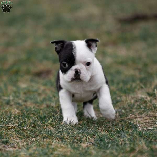 Skylar, Boston Terrier Puppy